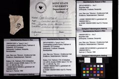 Foto (Objket + Etiketten) von Cracensigillatus prolatus (Robins, Feldmann & Schweitzer, 2013) 